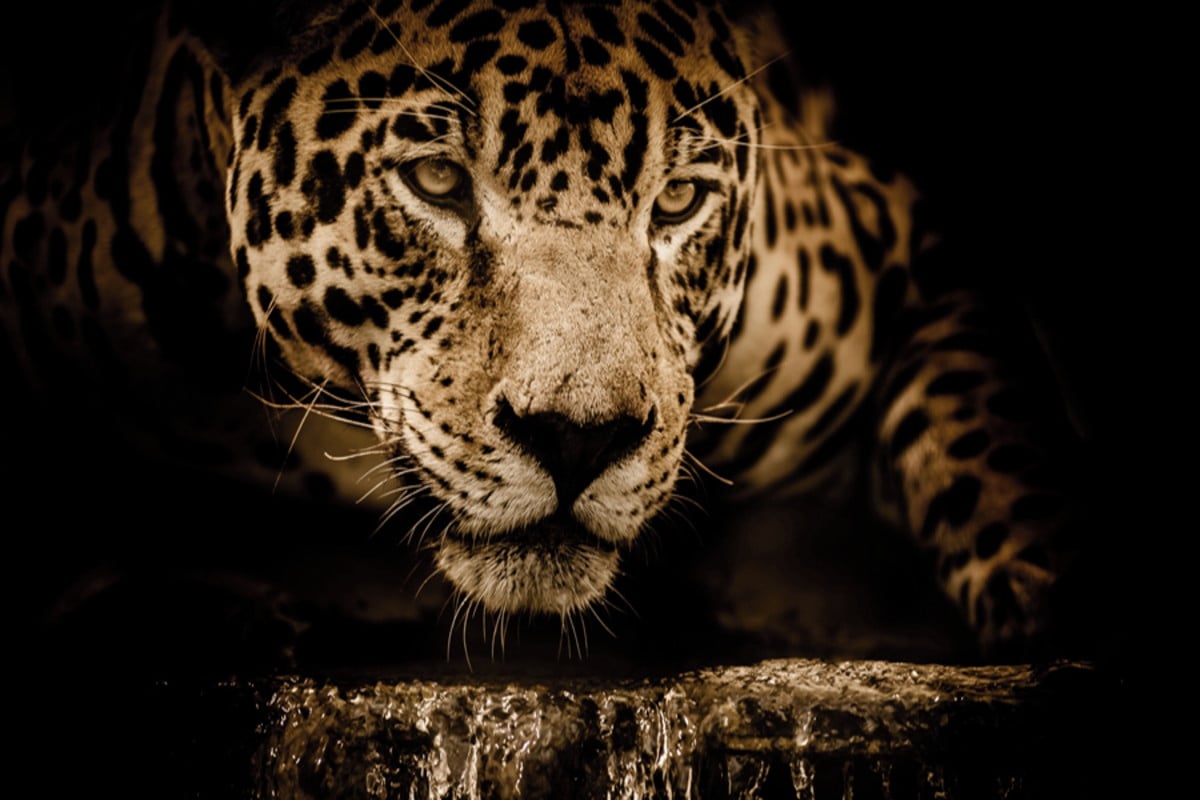 Onça pintada — Brazilian jaguar